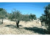 Olive groves at Tantur